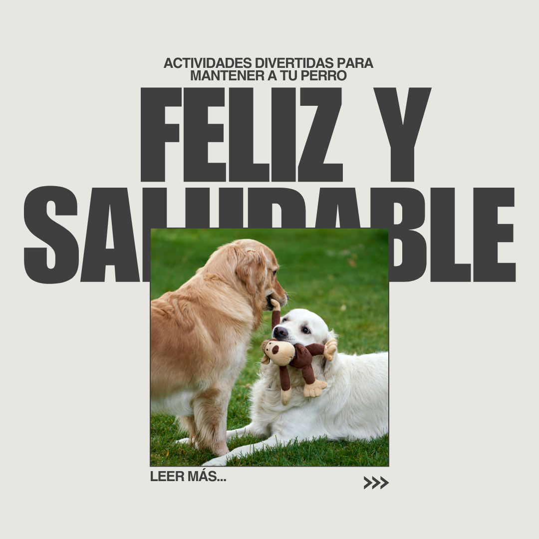 Actividades divertidas para mantener a tu perro feliz y saludable