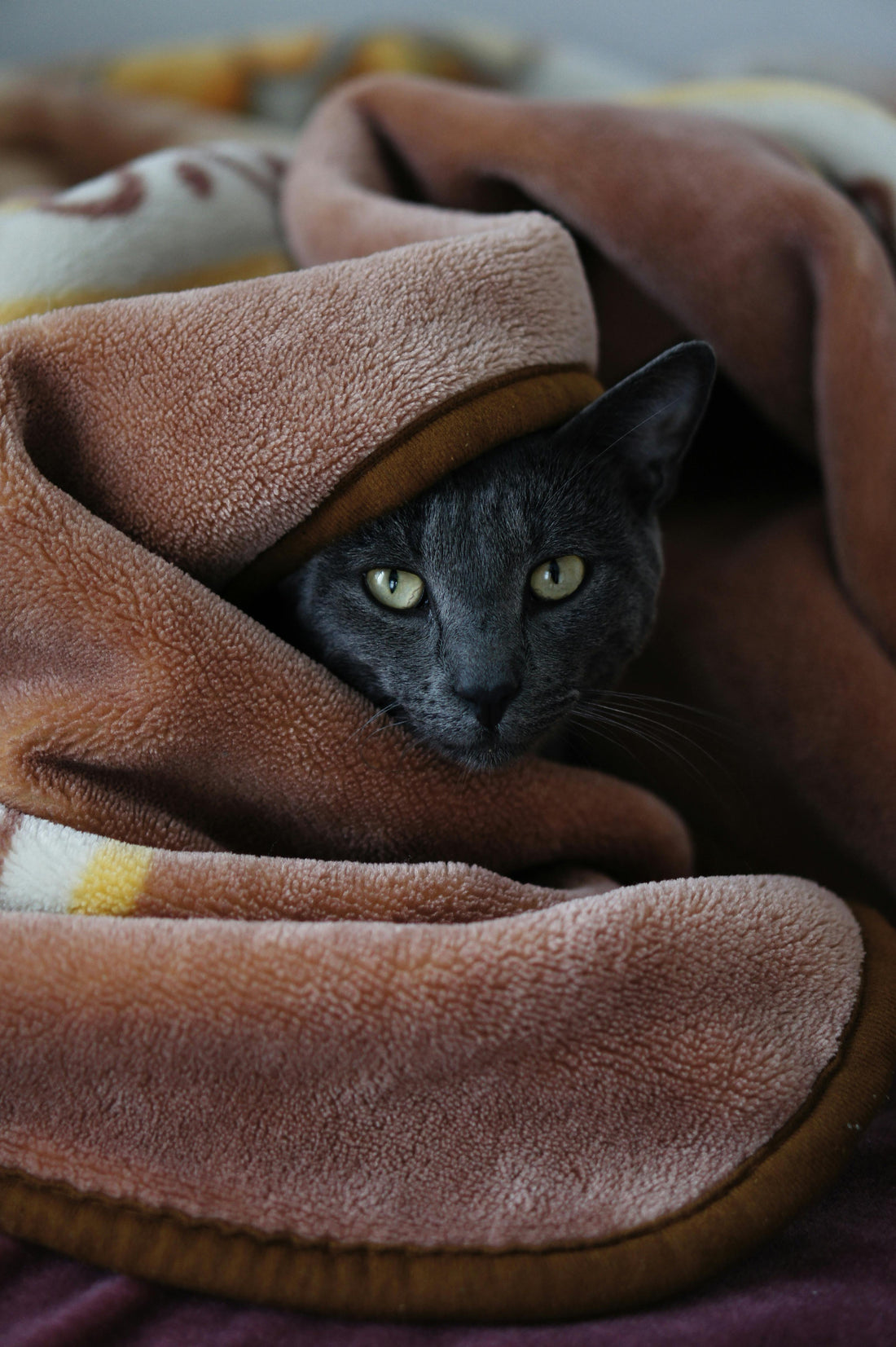 Cómo enriquecer la vida de tu gato sin gastar de más