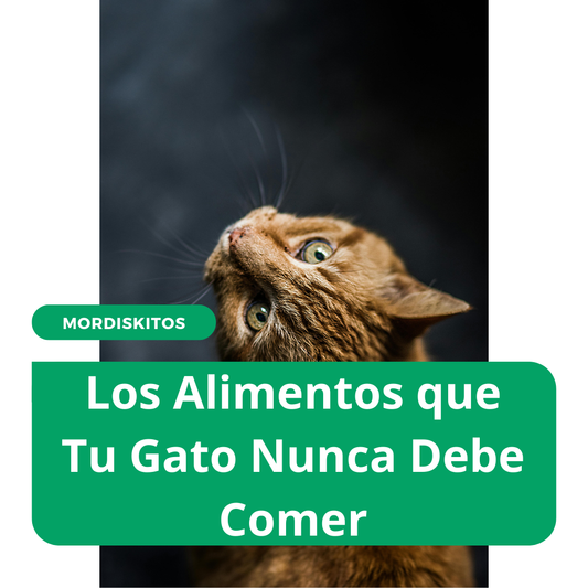 Los alimentos que tu gato nunca debe comer