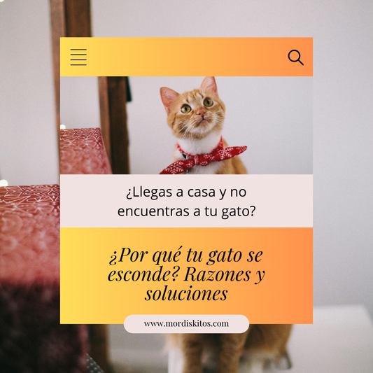 ¿Por qué tu gato se esconde? Razones y soluciones