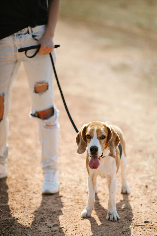 Trucos para hacer que tu perro deje de ladrar en exceso