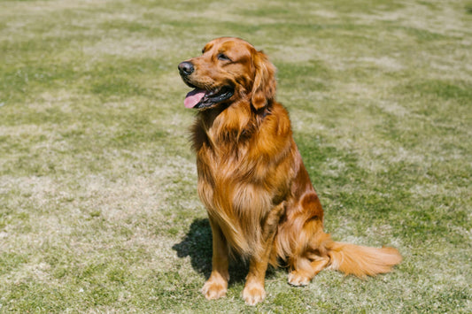 ¿Por qué mi perro come todo lo que encuentra? Soluciones y prevención