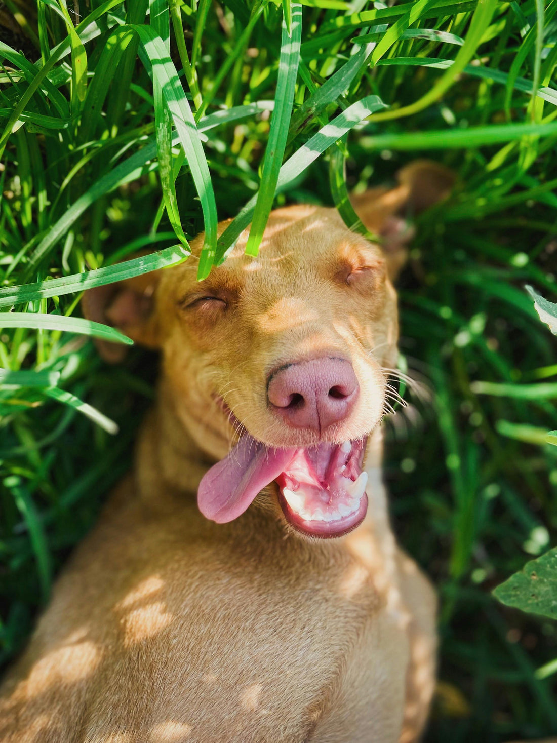 Cómo evitar el estrés en tu perro: consejos para una convivencia armoniosa